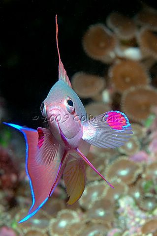 Anthias