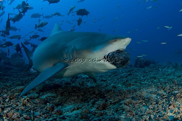 Bull Shark