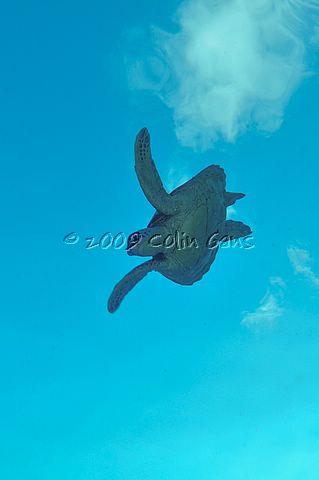 Flying Turtle 