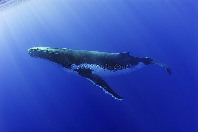 Humpback 