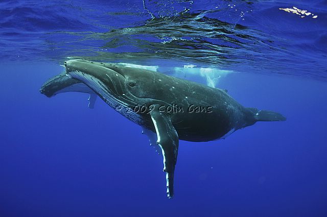 Humpback Adolescents 