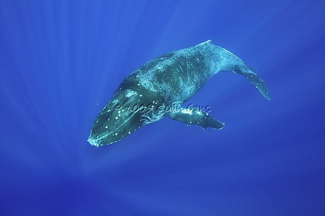 Humpback Calf 