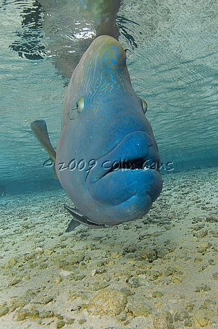 Humphead Wrasse 