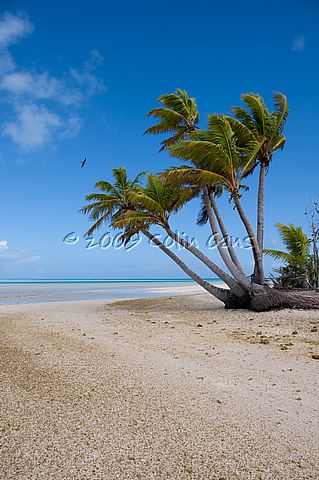 Island Palm 