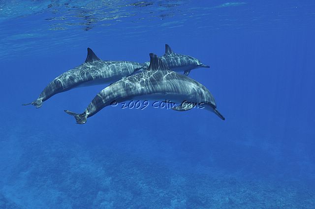 Spinner Dolphin 