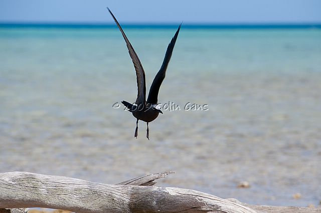 Tern 