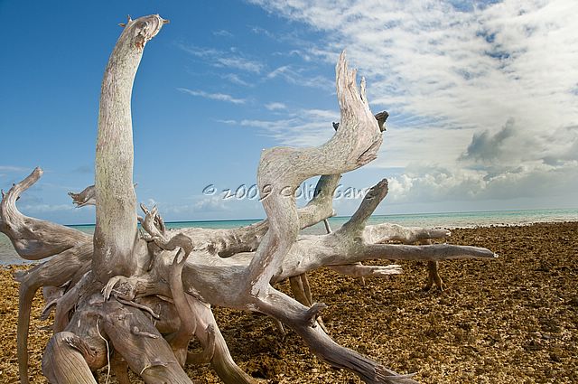 Tropic Driftwood 