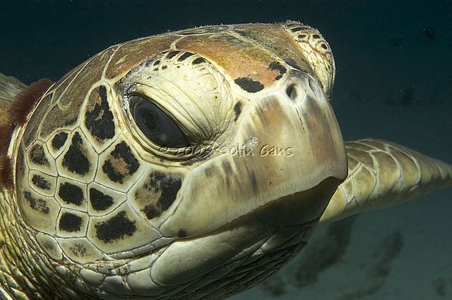 Turtle Portrait 