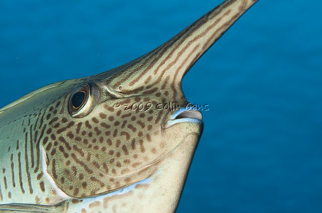 Unicornfish 