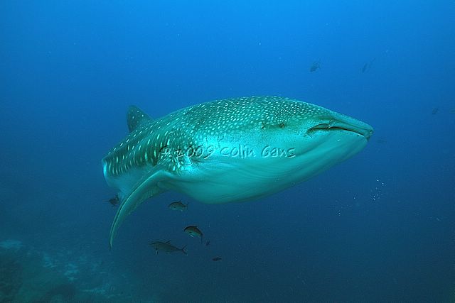 Whale Shark