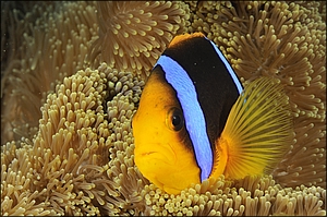 Anemone Fish