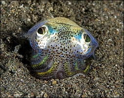 Bobtail Squid