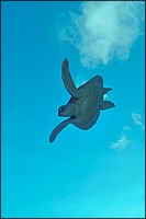 Flying Turtle 