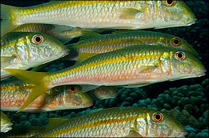 Goatfish 