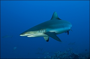 Grey Reef Shark 