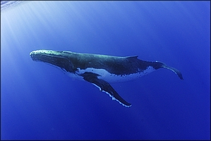 Humpback 