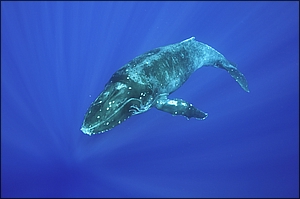 Humpback Calf 