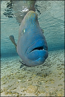 Humphead Wrasse 