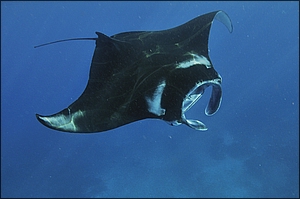 Manta Ray