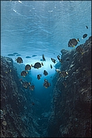 Niue Seascape 