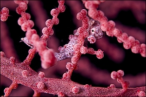 Pygmy Seahorse 