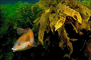 Sandagger in Kelp
