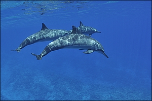 Spinner Dolphin 