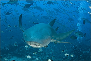 Tawny Nurse Shark