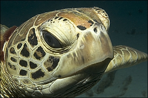 Turtle Portrait 