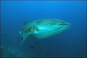 Whale Shark